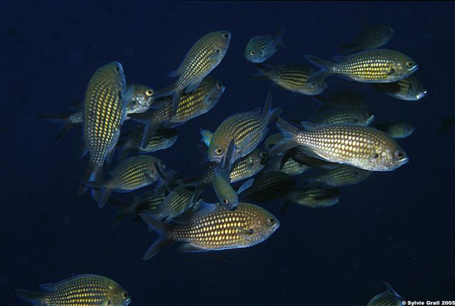 Chromis chromis groupe1